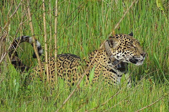 Mario Haberfeld jaguar Mario Haberfeld jaguar